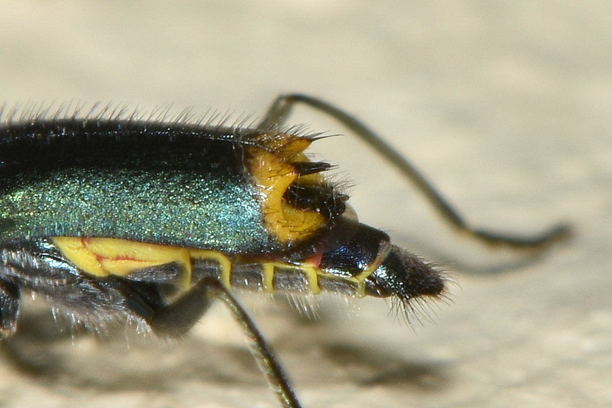 Malachiidae: Clanoptilus emarginatus